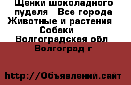 Щенки шоколадного пуделя - Все города Животные и растения » Собаки   . Волгоградская обл.,Волгоград г.